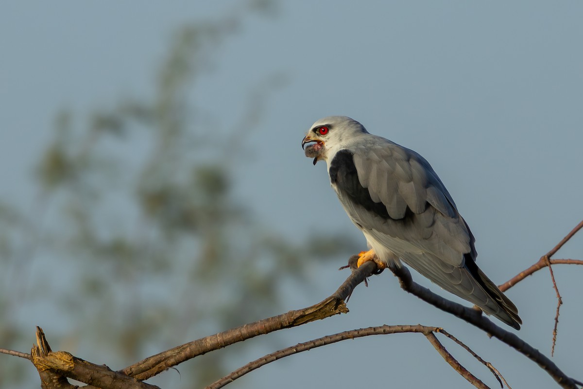 Black-winged Kite - ML646696691