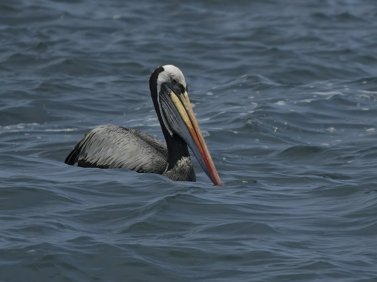 Peruvian Pelican - ML646696692