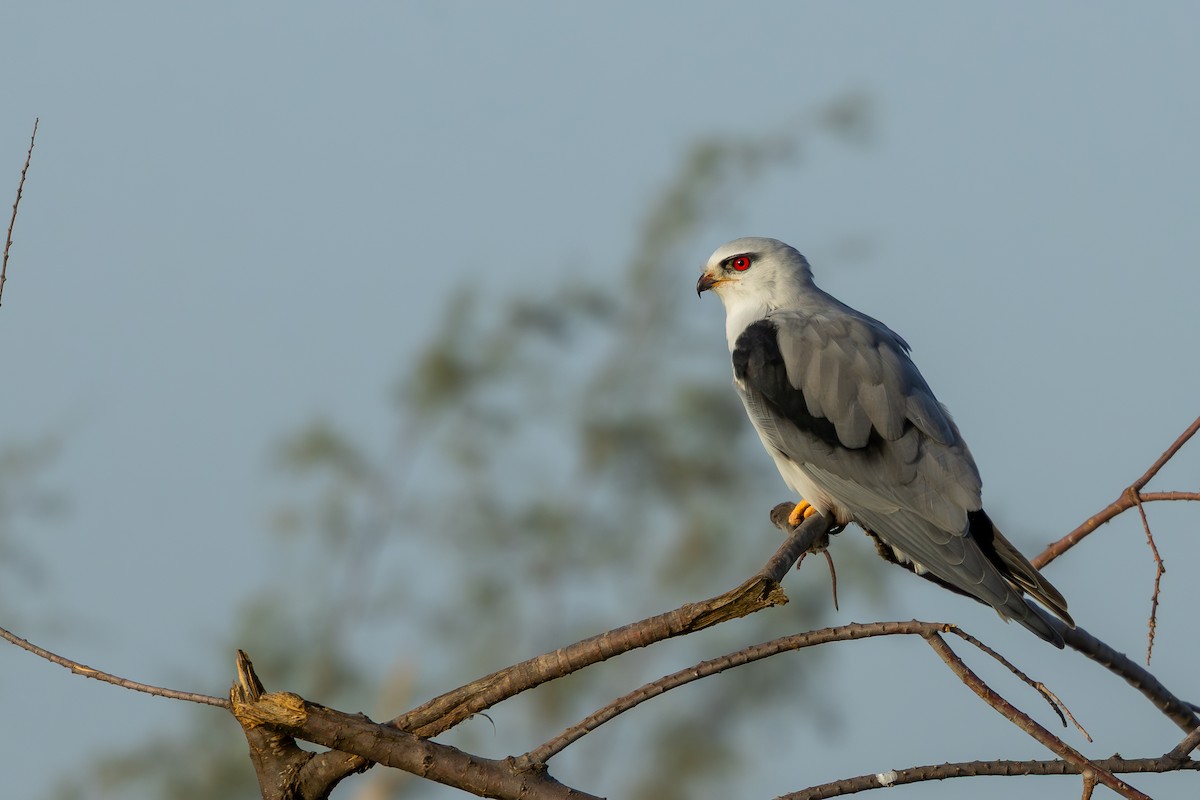 Black-winged Kite - ML646696694