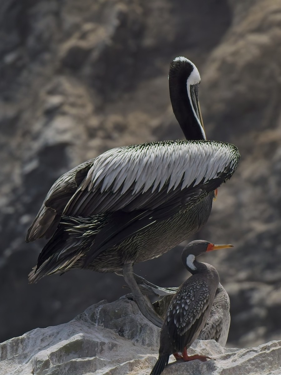 Peruvian Pelican - ML646696696