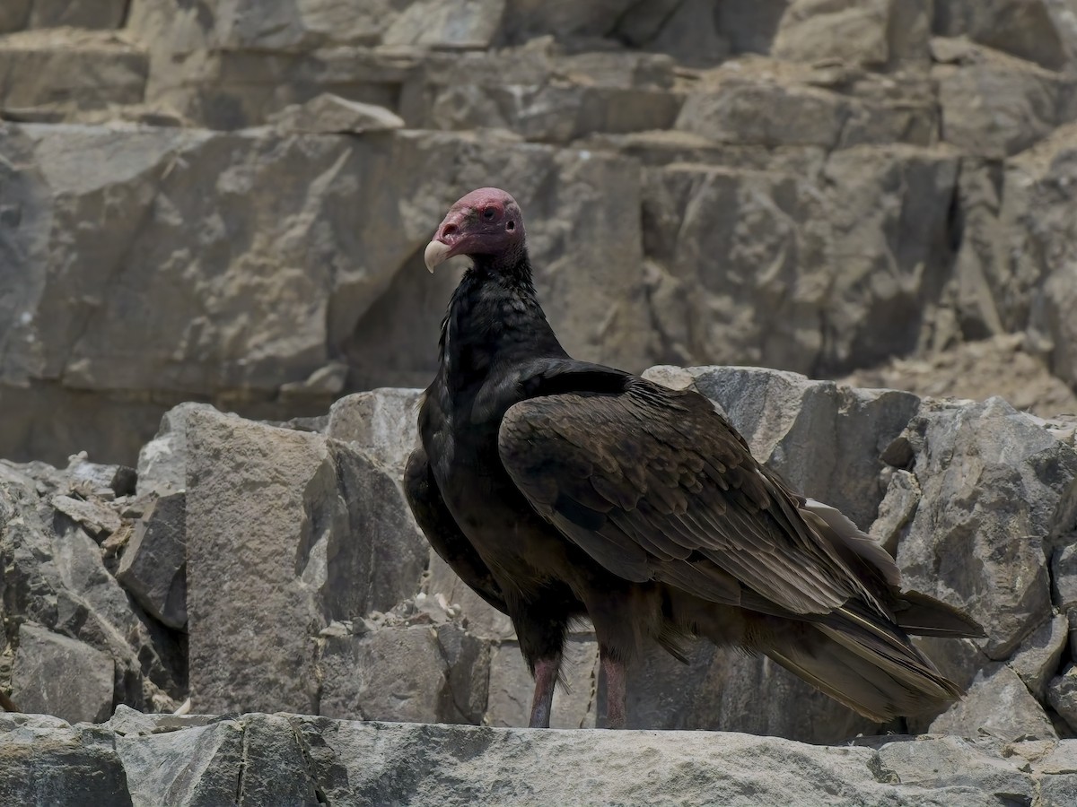 Turkey Vulture - ML646696697