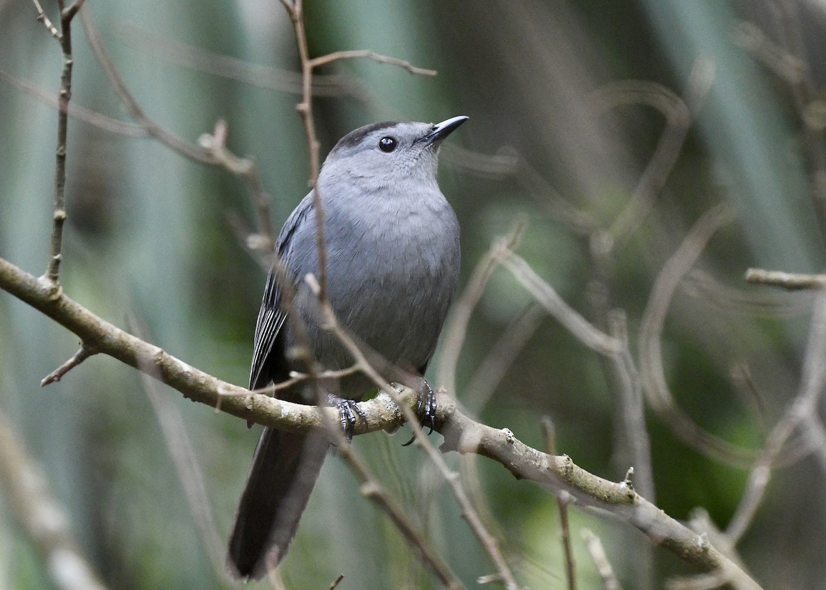Gray Catbird - ML646696698