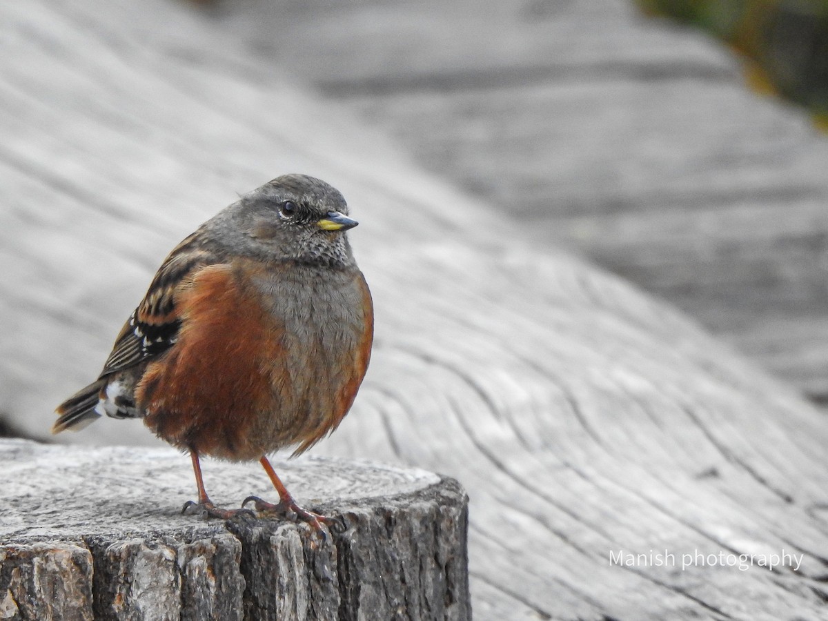 Alpine Accentor - ML646696699