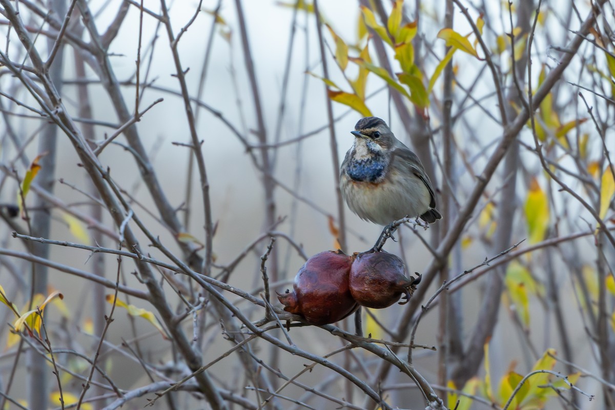 Bluethroat - ML646696701