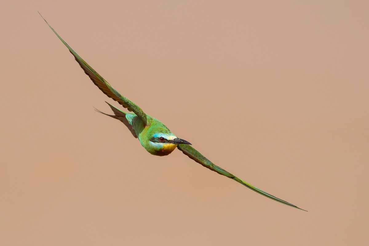 Blue-cheeked Bee-eater - ML646696702