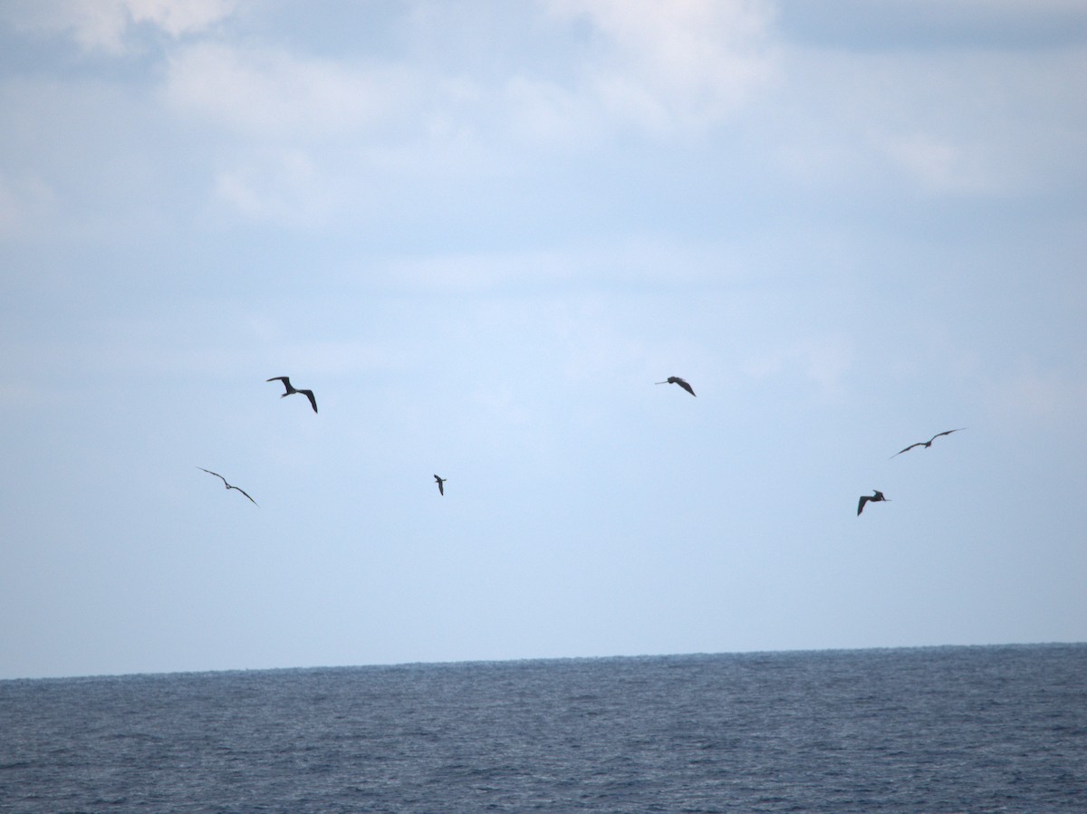 烏領燕鷗 - ML646696703