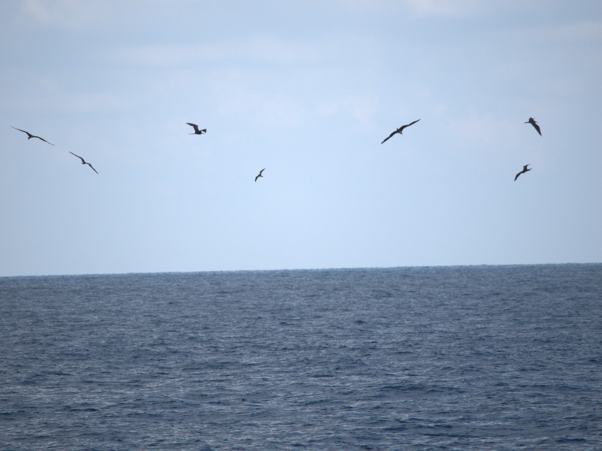 烏領燕鷗 - ML646696704