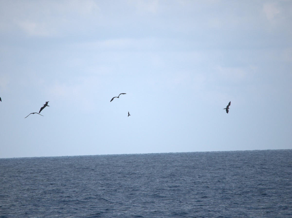 烏領燕鷗 - ML646696705