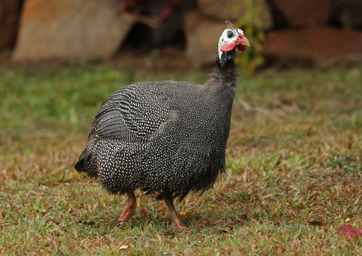 פנינית הקסדה (פליטת תרבות) - ML646696706