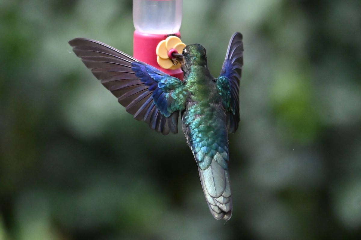 Great Sapphirewing - ML646696711