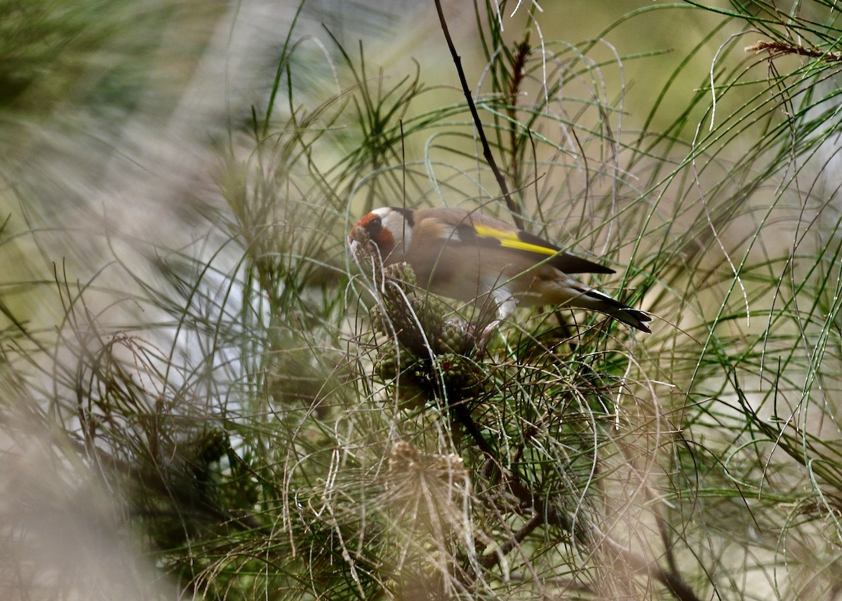 European Goldfinch - ML646696712