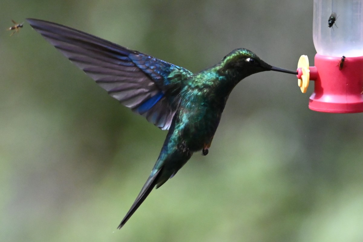 Great Sapphirewing - ML646696715