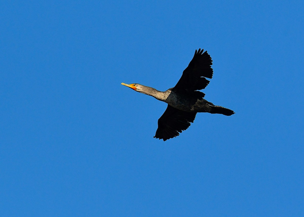Double-crested Cormorant - ML646696718