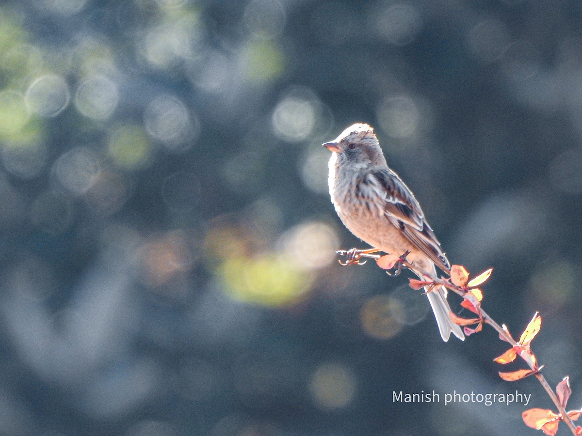 Hodgson Alameceği - ML646696719