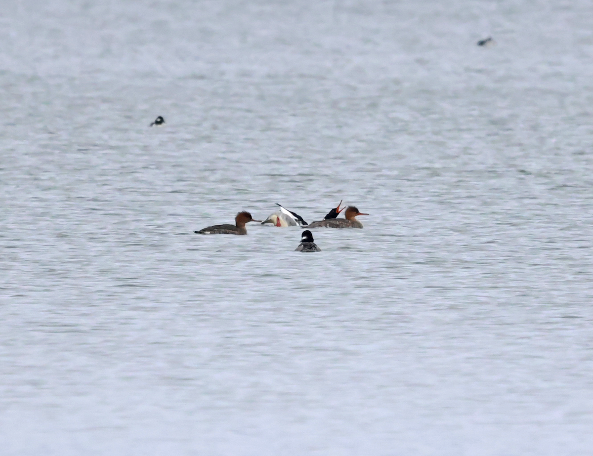 Red-breasted Merganser - ML646696720