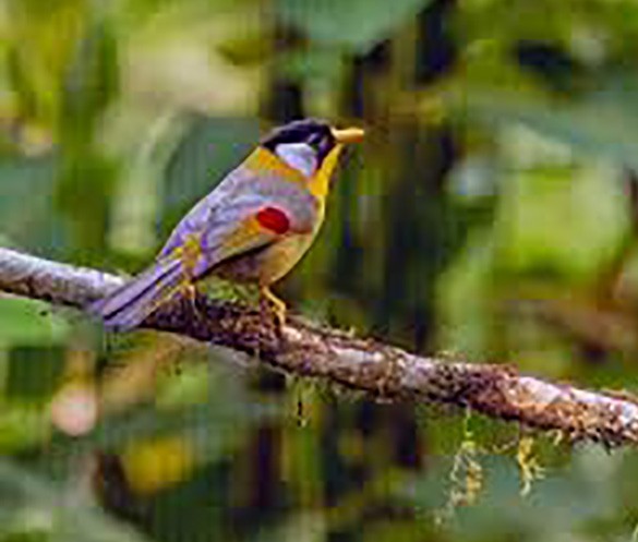 Silver-eared Mesia - ML646696721