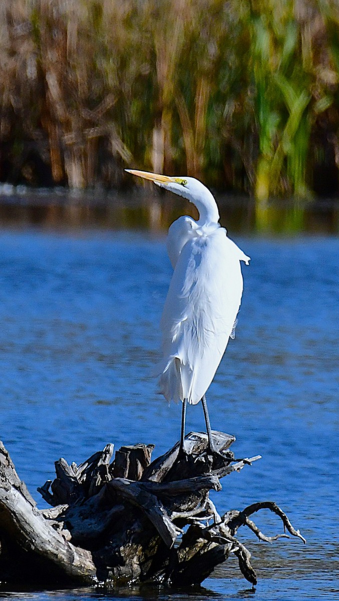 Great Egret - ML646696733