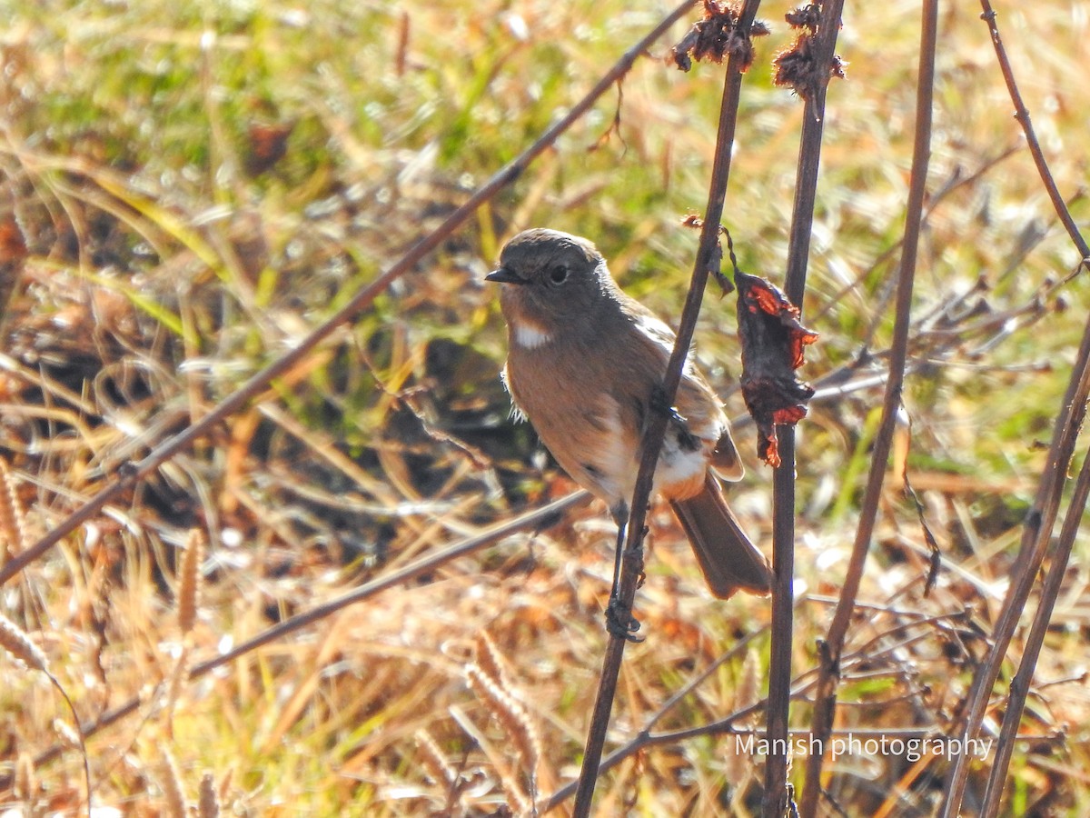 Ak Boğazlı Kızılkuyruk - ML646696742