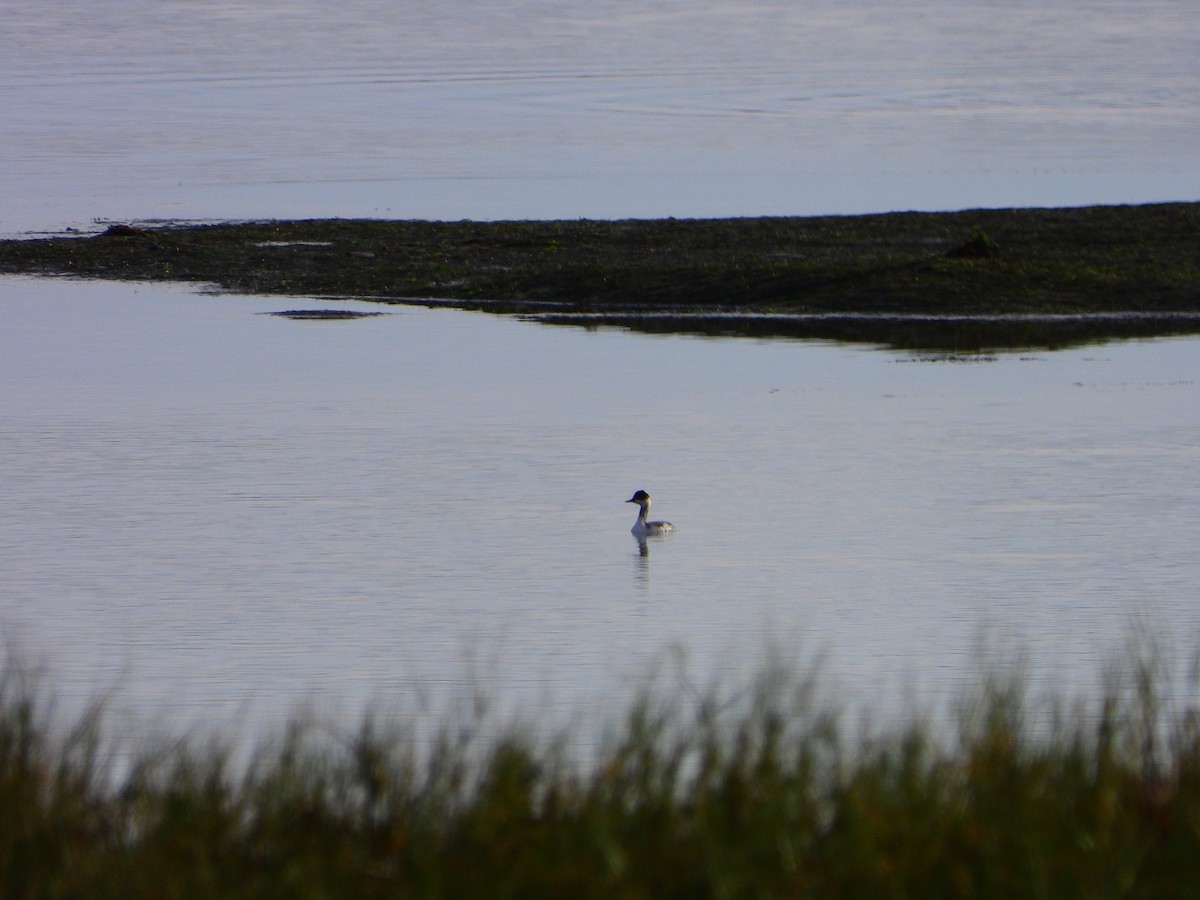 Eared Grebe - ML646696743