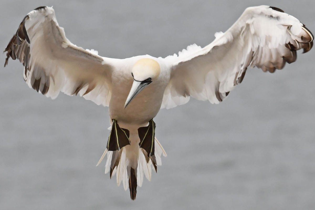Northern Gannet - ML646696744