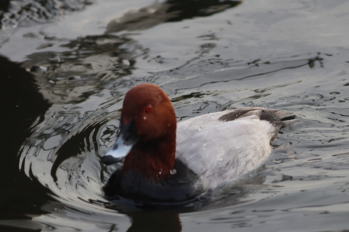 Murgilari arrunta - ML646696745