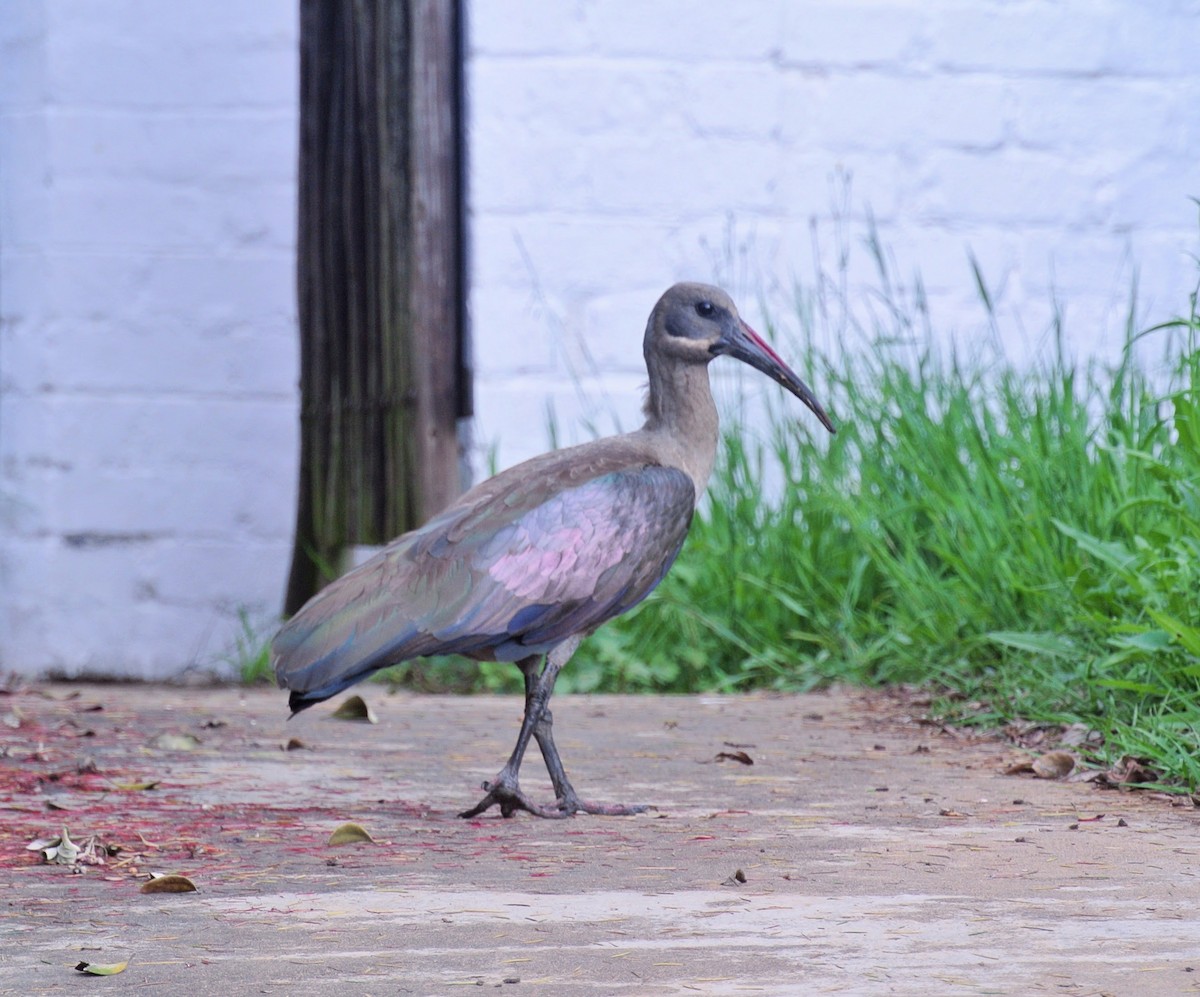 Hadada Aynağı - ML646696755