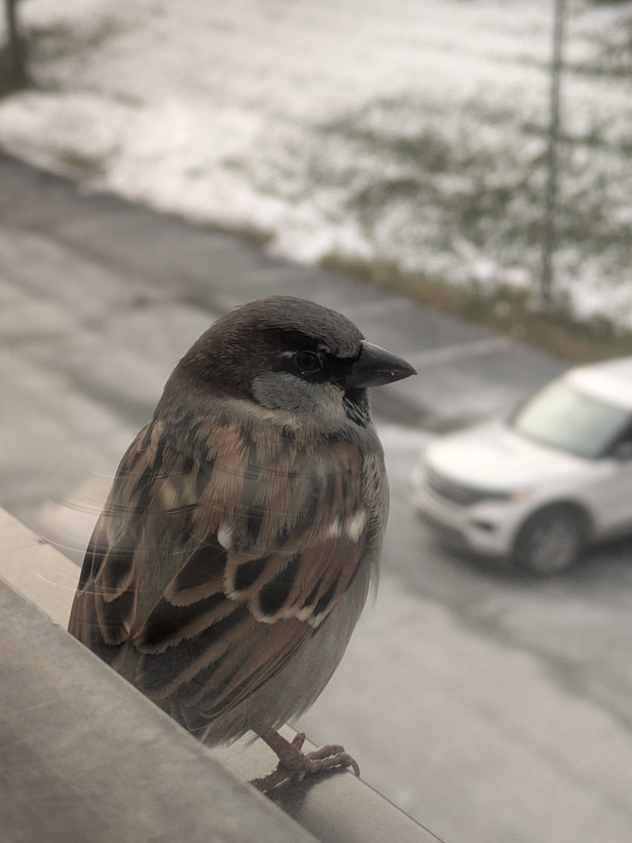 House Sparrow - ML646696756