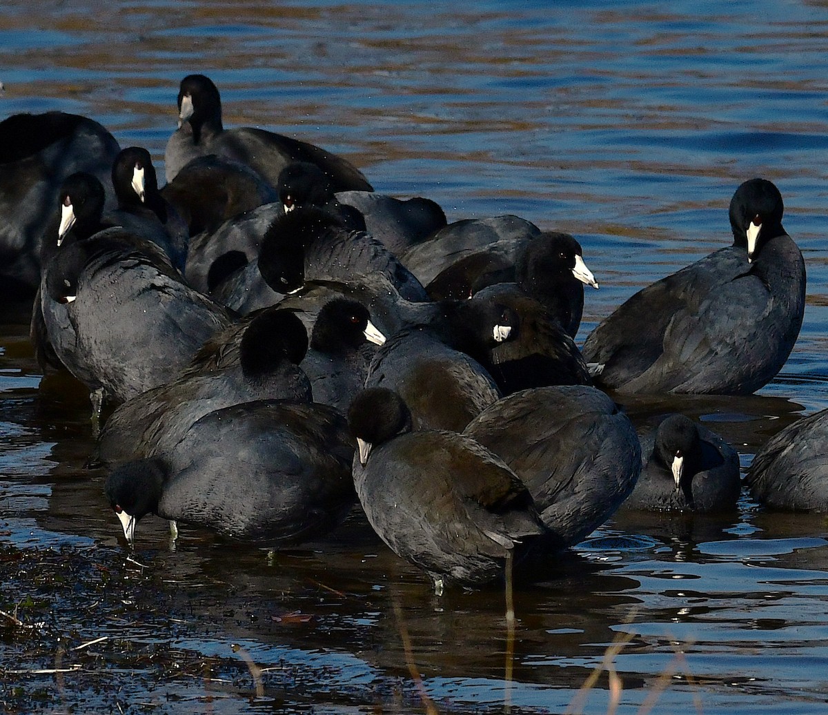 American Coot - ML646696757