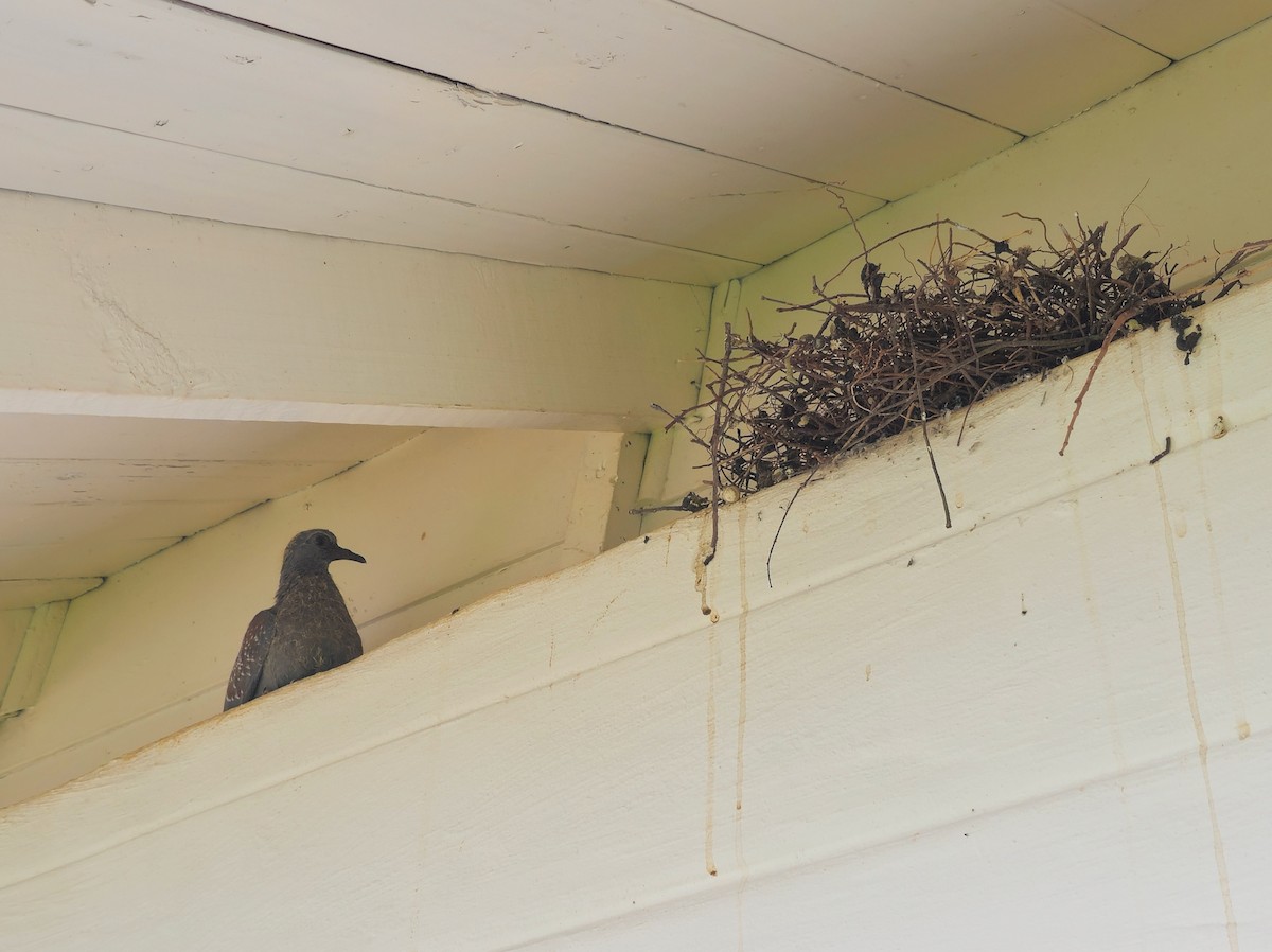 spragledue - ML646696758