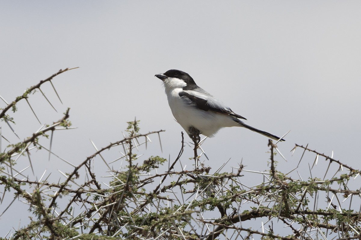 Taita Fiscal - ML646696760