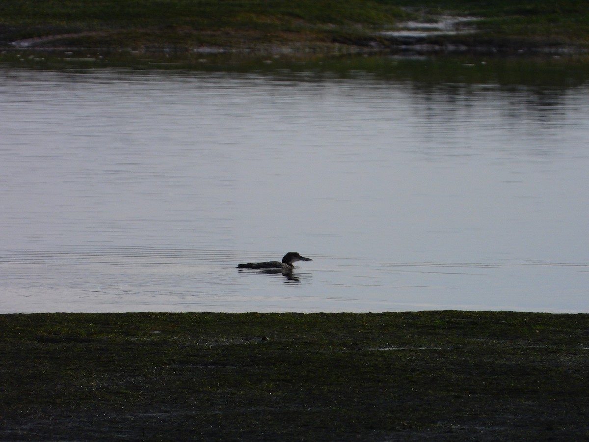 Common Loon - ML646696761
