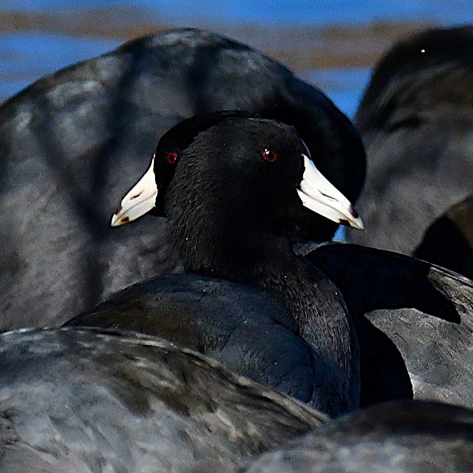 American Coot - ML646696768