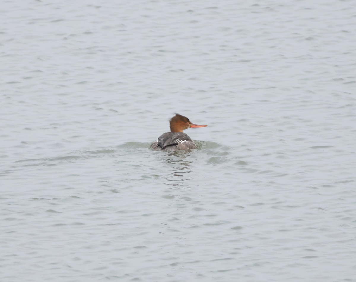 Red-breasted Merganser - ML646696769