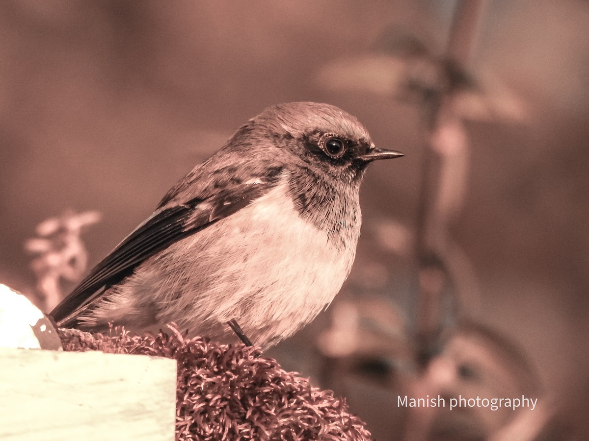 Alaca Kızılkuyruk - ML646696770