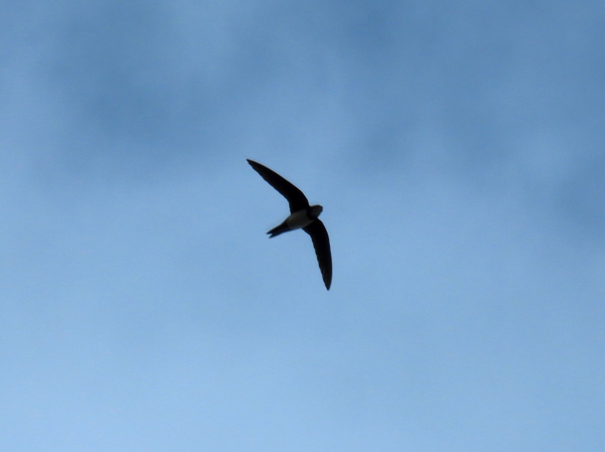 シロハラアマツバメ - ML646696771