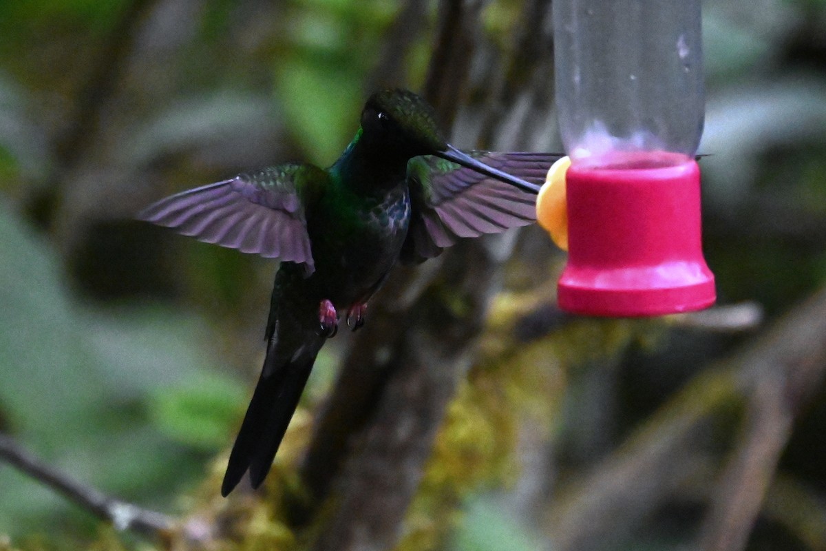 sverdkolibri - ML646696773