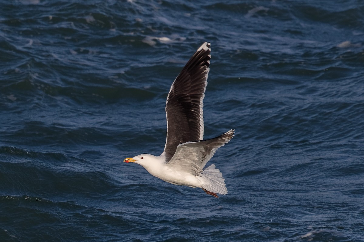 Büyük Kara Sırtlı Martı - ML646696778