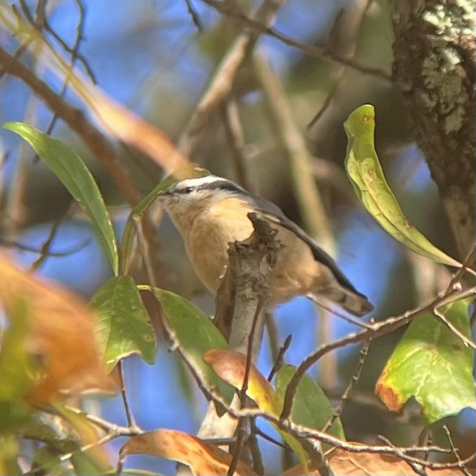 Red-breasted Nuthatch - ML646696779
