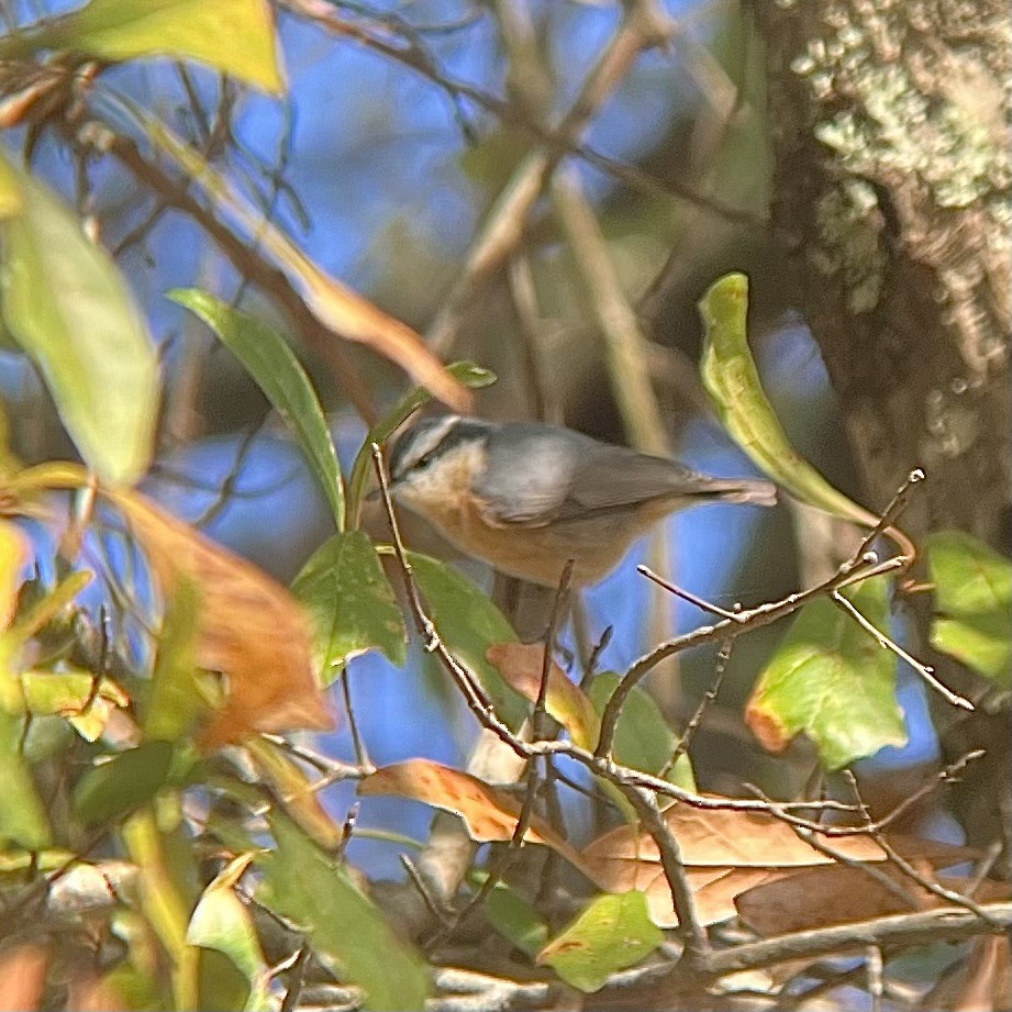 Red-breasted Nuthatch - ML646696780