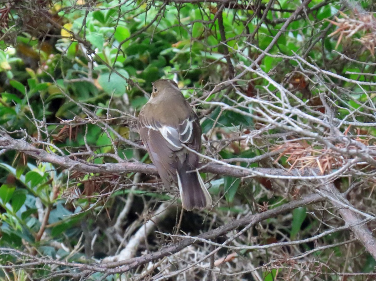 マダラヒタキ - ML646696785