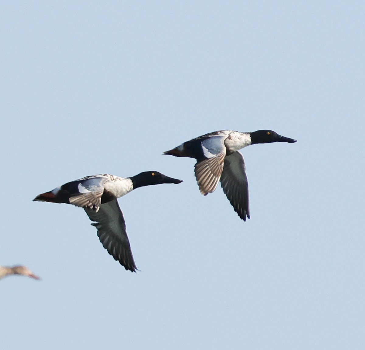 Northern Shoveler - ML646696787