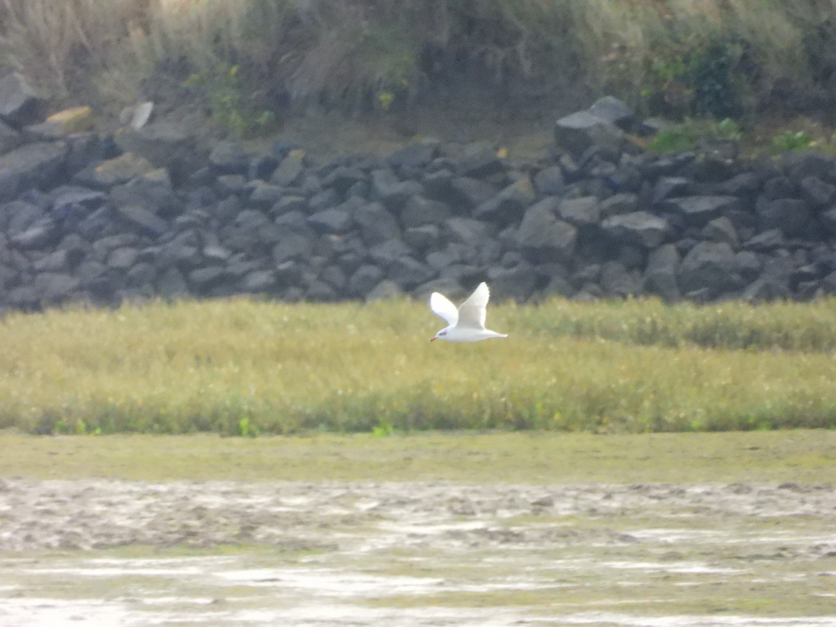 Mediterranean Gull - ML646696788