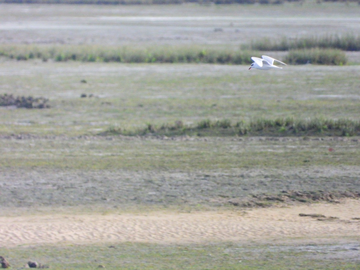Mediterranean Gull - ML646696796