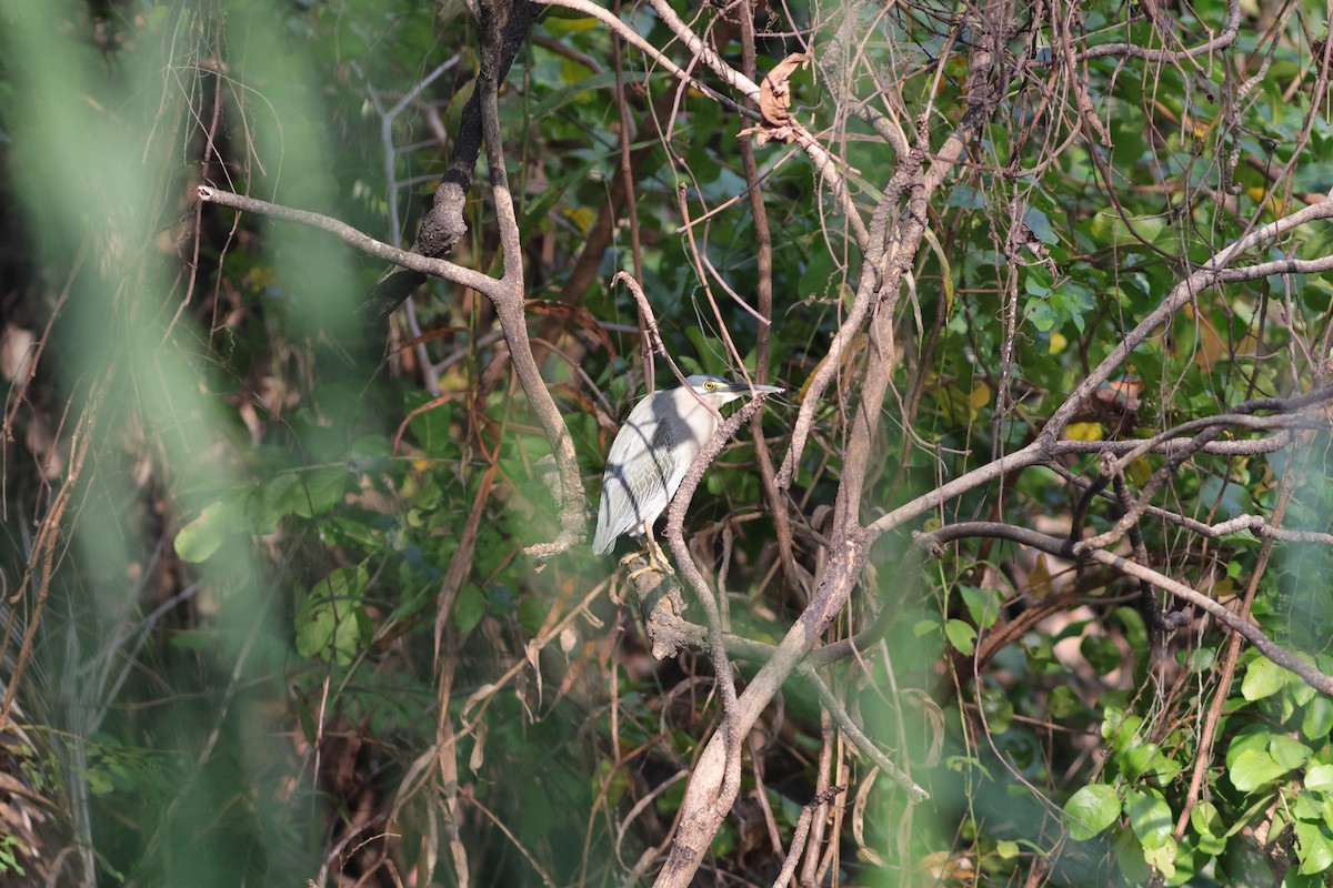 Little Heron - ML646696797