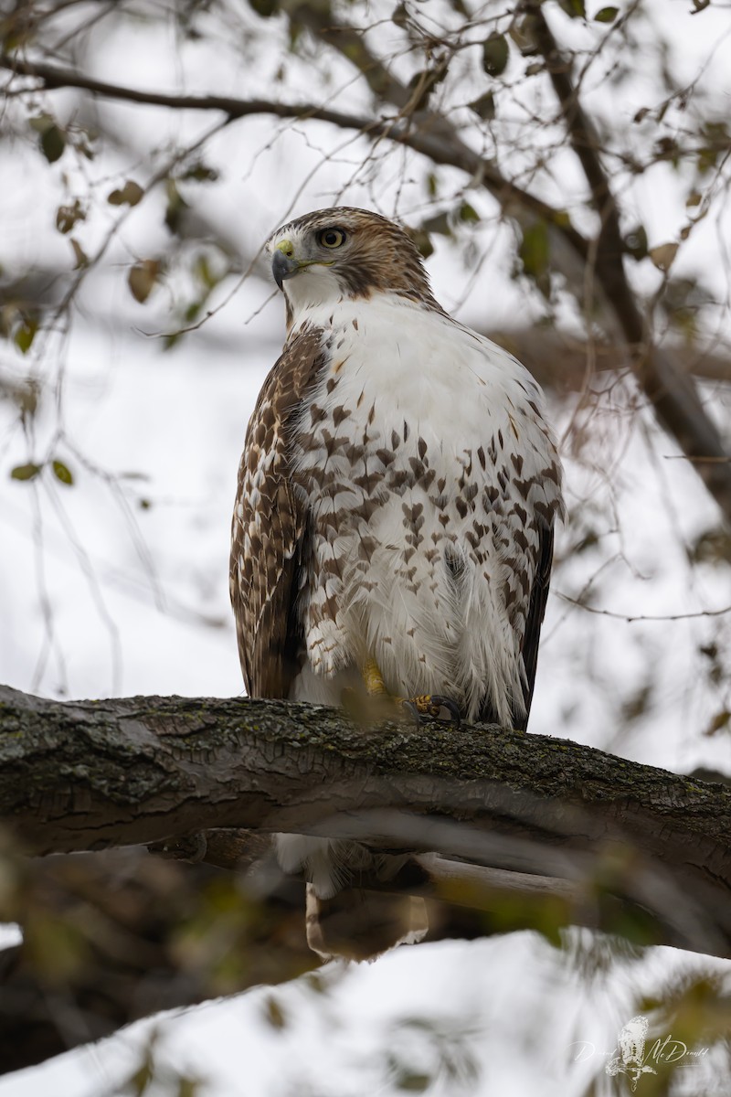 Red-tailed Hawk - ML646696798