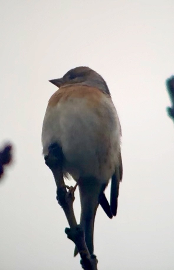 Dağ İspinozu - ML646696799