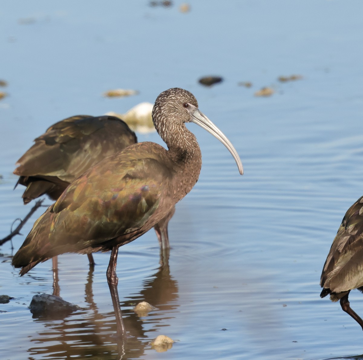 Glossy/White-faced Ibis - ML646696801