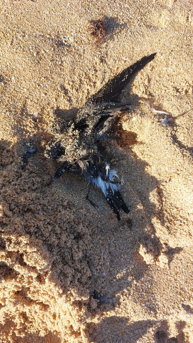 白腰叉尾海燕 - ML646696802