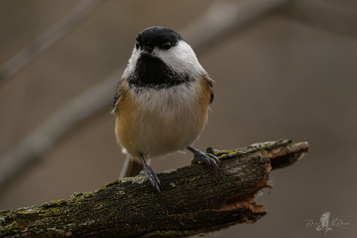 Black-capped Chickadee - ML646696803