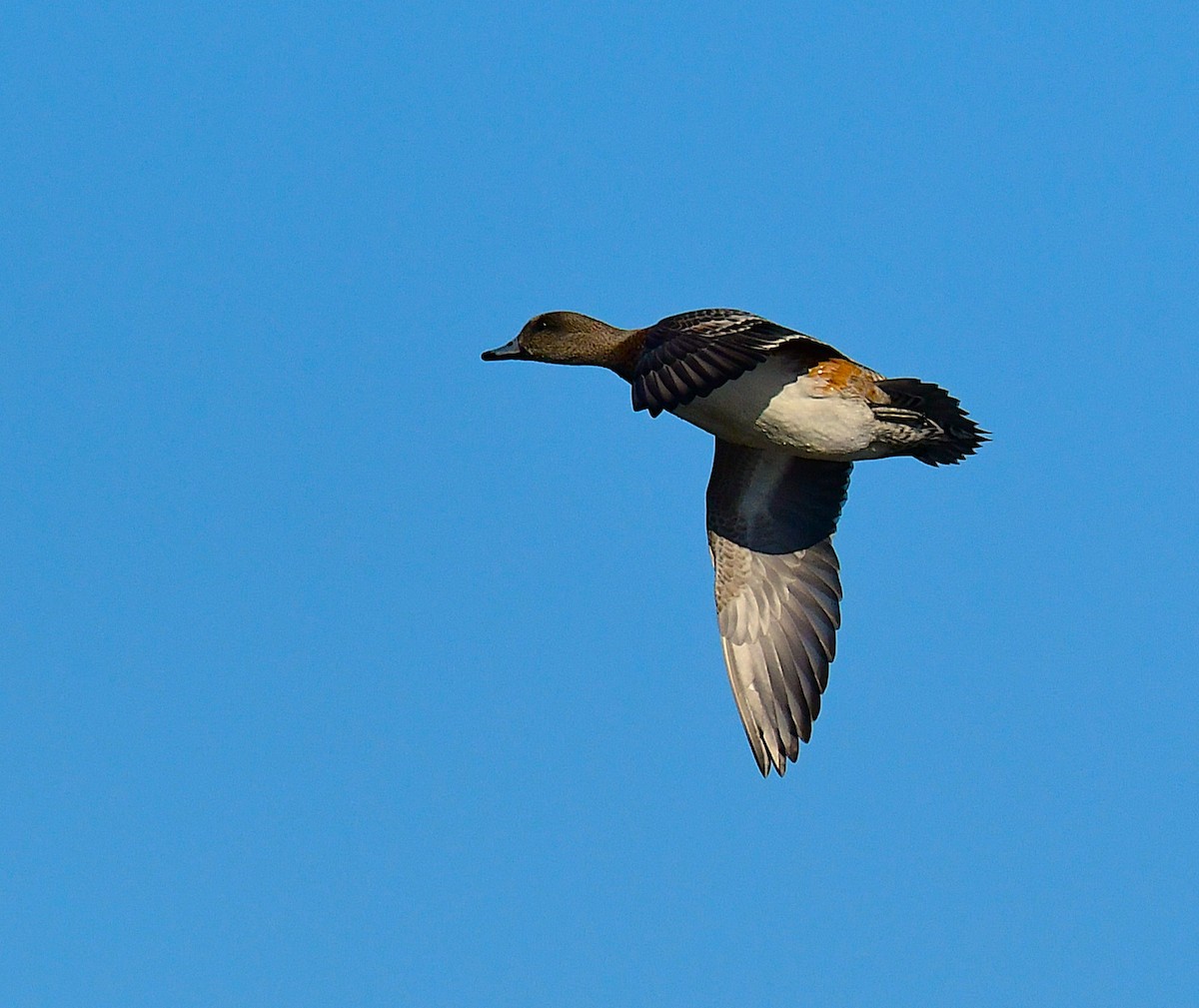 American Wigeon - ML646696805